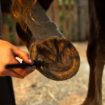 Obrázok z Balzam na kopytá HORSES – Shroom Buddy