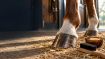 Obrázok z Balzam na kopytá HORSES – Shroom Buddy