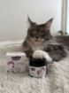 Obrázok z Balzam na labky CATS – Shroom Buddy