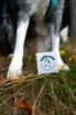 Obrázok z Balzam na labky DOGS – Shroom Buddy
