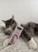 Obrázok z Kvapky do uší CATS – Shroom Buddy
