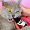 Obrázok z Svieži dych CATS – Shroom Buddy