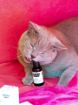 Obrázok z Svieži dych CATS – Shroom Buddy